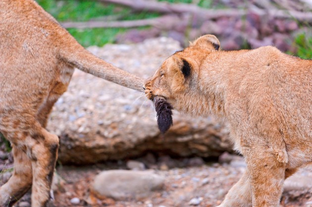 Pulling on the tail by Tambako The Jaguar, Flickr